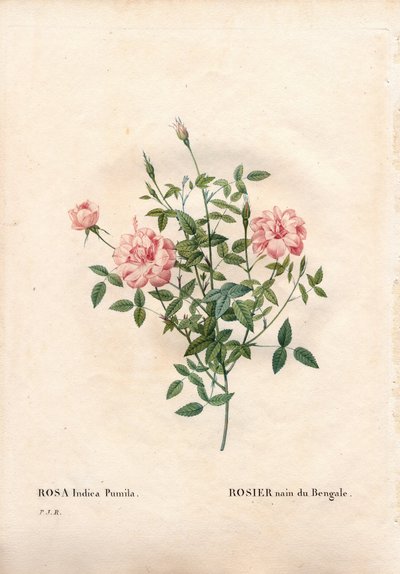 Rosa Rouletii, variedad Rosa chinensis var. minima Rouletii, rosa enana de Bengala. Grabado en cobre a mano de Pierre Joseph Redoute