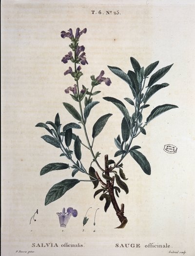 Salvia oficinal - en "Nuevo Duhamel o tratado de los árboles y arbustos que crecen en Francia", dibujos de P.J. Redouté y P. Bessa, París de Pierre Joseph Redouté