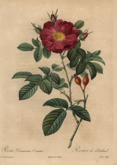 Rosa damascena escarlata, Rosa damascena de Pierre Joseph Redouté