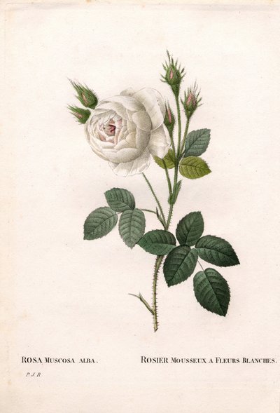 Rosa musgosa blanca de Shailer, variedad Rosa centifolia alba-muscosa, Rosa brillante con flores blancas. Grabado en cobre a mano coloreado de 