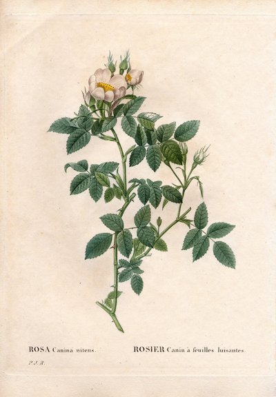 Rosa canina de hojas brillantes. Grabado de Pierre Joseph Redouté en 