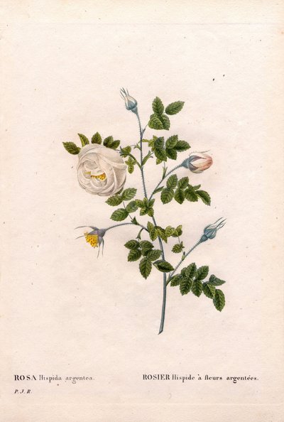 Rosa tomentosa variedad de flores plateadas. Grabado de Pierre Joseph Redouté en 