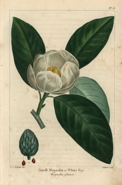 Árbol de magnolia pequeña o laurel blanco, Magnolia glauca de Pierre Joseph Redouté