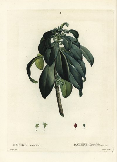 Daphne laureola de Pierre Joseph Redouté