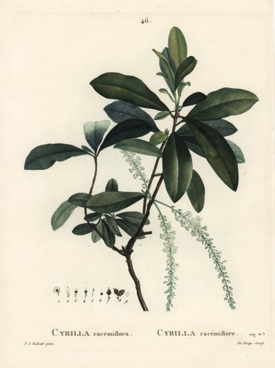 Cyrilla de pantano, Cyrilla racemiflora. Grabado a puntos de color a mano por De Gouy después de una ilustración de Pierre-Joseph Redouté del Tratado de los Árboles y Arbustos de Henri Louis Duhamel du Monceau, París de Pierre Joseph Redouté
