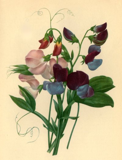 Guisantes de olor (Lathyrus odoratus) de Pierre Joseph Redouté