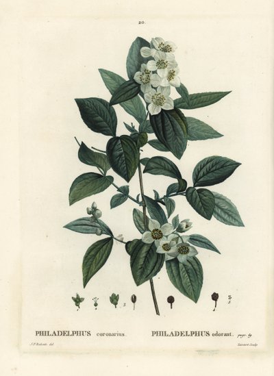 Falso naranjo dulce, cornejo inglés, Philadelphus coronarius. Grabado a puntos de color a mano por Tassaert después de una ilustración de Pierre-Joseph Redouté del Tratado de los Árboles y Arbustos de Henri Louis Duhamel du Monceau, París de Pierre Joseph Redouté