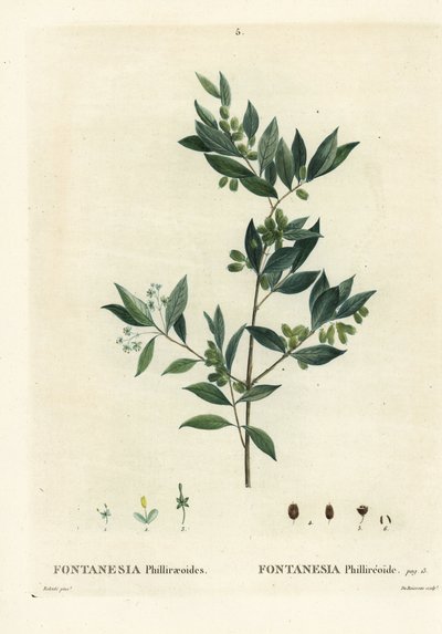 Fontanesia phillyreoides de Pierre Joseph Redouté