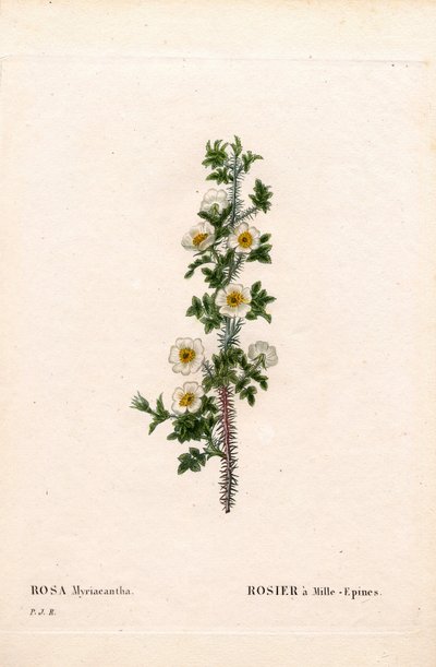 Rosa de mil espinas, Rosa myriacantha, Rosa de mil espinas. Grabado en cobre a mano de Pierre Joseph Redoute
