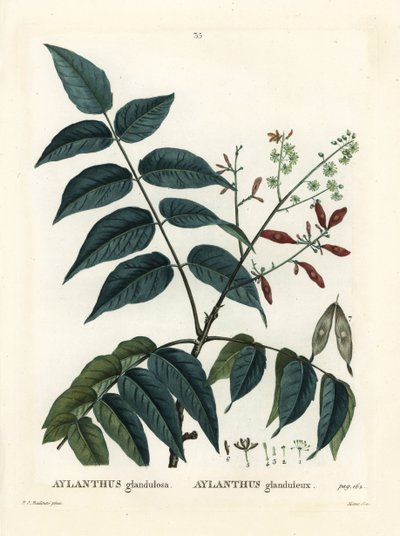 Árbol del cielo, ailanthus o chouchun, Ailanthus altissima de Pierre Joseph Redouté