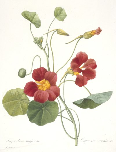 Tropaeolum majus (Capuchina), 1827 de Pierre Joseph Redouté