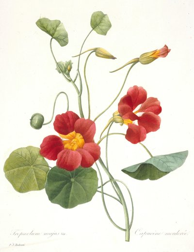 Tropaeolum majus Capuchina, 1827 de Pierre Joseph Redouté