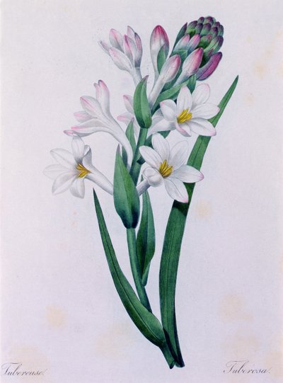 Tuberosa (grabado en color) de Pierre Joseph Redouté