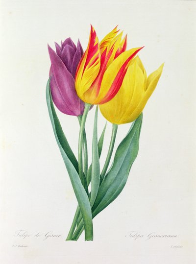 Tulipa Gesneriana (grabado en color) de Pierre Joseph Redouté