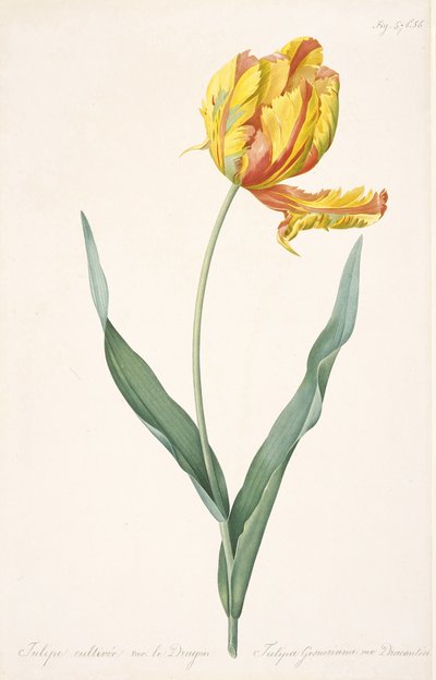 Tulipa Gesneriana var. Dracontia Tulipán Loro de Pierre Joseph Redouté