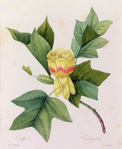 Tulipifera (grabado en color) de Pierre Joseph Redouté