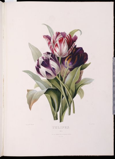 Tulipanes, de "Una Fina Serie de Ramo de Flores" de Pierre Joseph Redouté