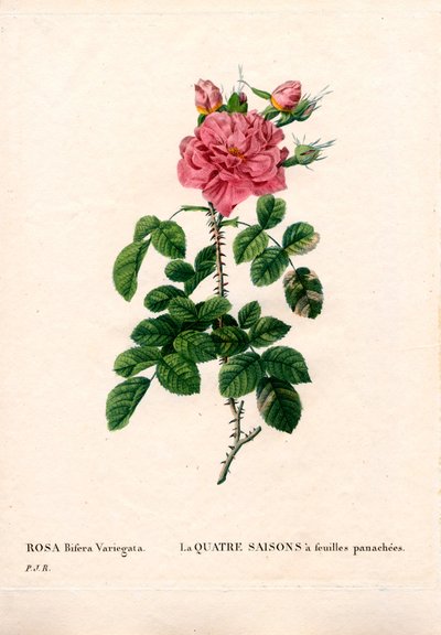 Cuatro estaciones rosadas variadas, Rosa damascena var. bifera. Grabado en cobre a mano coloreado de “Les Roses” de Pierre Joseph Redouté, París de Pierre Joseph Redouté
