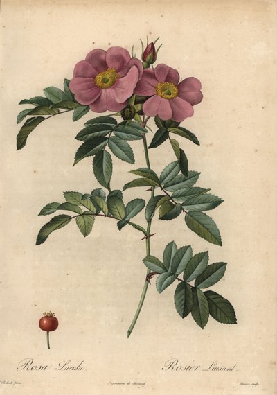 Rosa de Virginia violeta, Rosa virginiana de Pierre Joseph Redouté