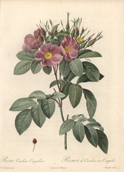 Rosa de Virginia, flores oscuras - Eau forte de Langlois, basada en una ilustración de Pierre Joseph Redoute, de Les Roses de Pierre Joseph Redouté
