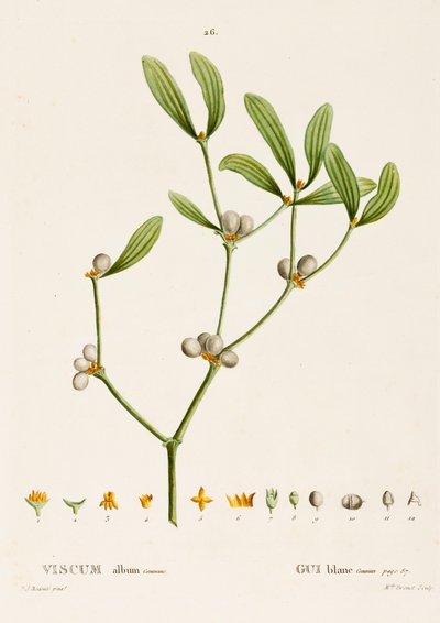 Viscum album L. Muérdago de Pierre Joseph Redouté
