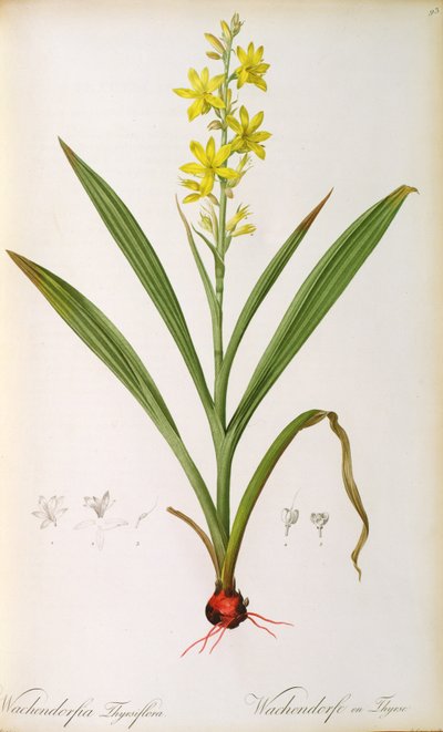 Wachendorfia Thyrsiflora, de 