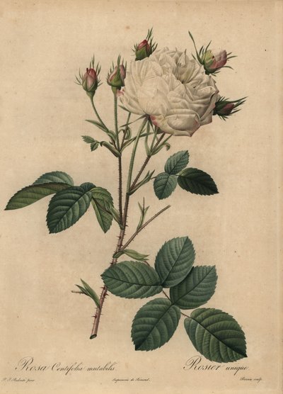 Rosa repollo blanca y rosa, Rosa centifolia de Pierre Joseph Redouté