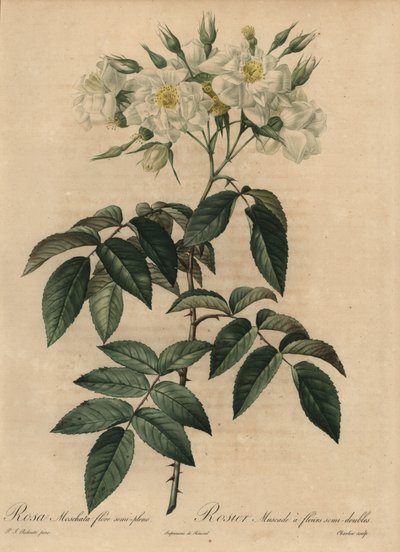 Rosa almizcle blanca, Rosa moschata de Pierre Joseph Redouté