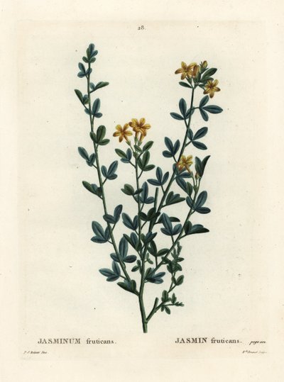 Jazmín silvestre o amarillo, Jasminum fruticans de Pierre Joseph Redouté