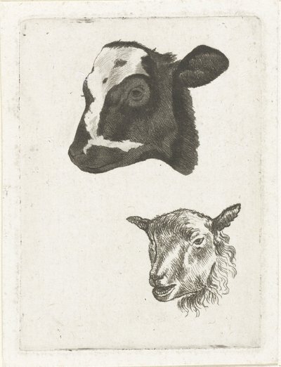 Cabeza de ternera y oveja de pelo negro de Pieter Barbiers (IV)