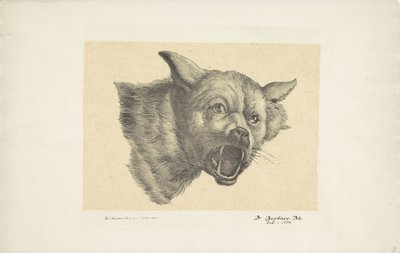 Cabeza de lobo o perro de Pieter Bartholomeusz. Barbiers