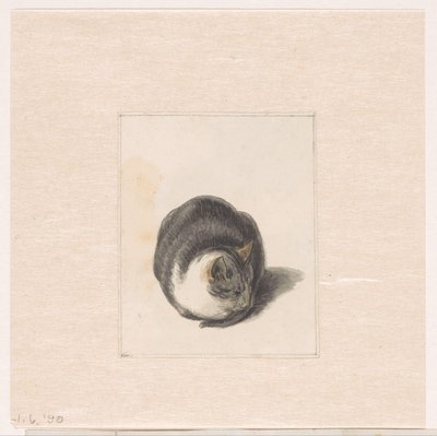 Gato sentado, visto de frente de Pieter Bartholomeusz. Barbiers