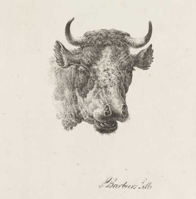 cabeza de toro de Pieter Bartholomeusz. Barbiers