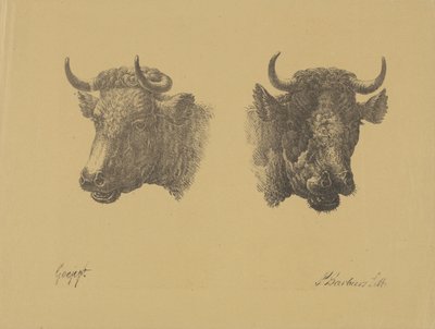 Dos cabezas de toro de Pieter Bartholomeusz. Barbiers