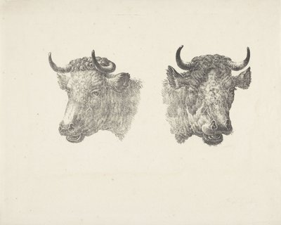 Dos cabezas de toro de Pieter Bartholomeusz. Barbiers