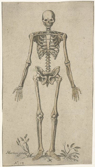 Esqueleto masculino, visto de frente Estudios anatómicos (título de la serie) de Pieter Feddes van Harlingen