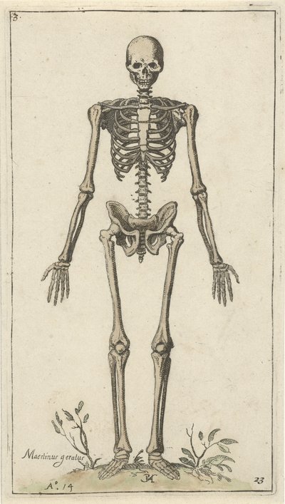 Esqueleto masculino, visto de frente Estudios anatómicos (título de la serie) de Pieter Feddes van Harlingen