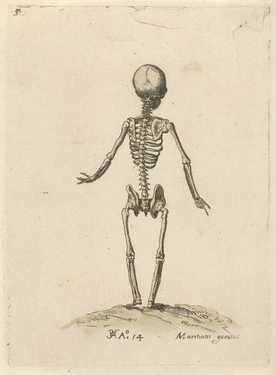 Esqueleto, visto desde atrás
Estudios anatómicos (título de la serie) de Pieter Feddes van Harlingen