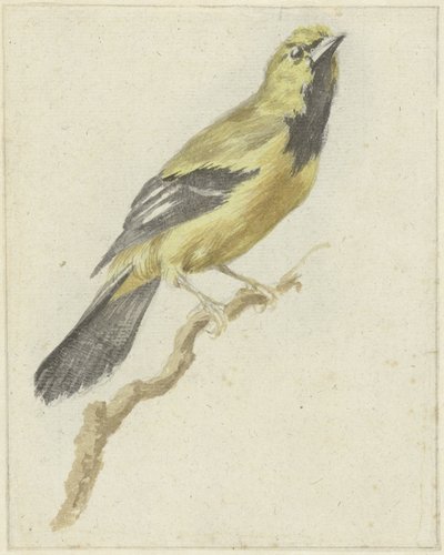 Trupial amarillo (Icterus nigrogularis) de Pieter Gevers