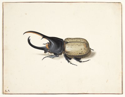 Un escarabajo hércules (dynastes hercules) de Pieter Holsteijn