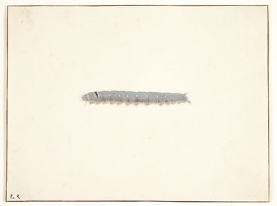 Una oruga de polilla nocturna de Pieter Holsteijn