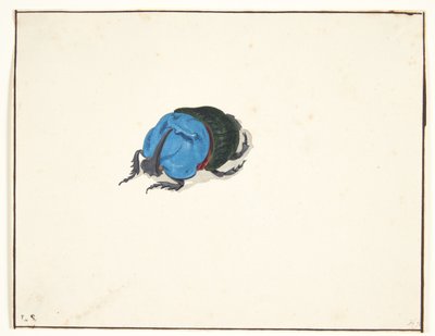 Un escarabajo rinoceronte (scarabaeidae) de Pieter Holsteijn
