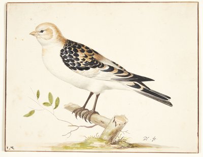Un gorrión de nieve (plectrophenax nivalis) de Pieter Holsteijn