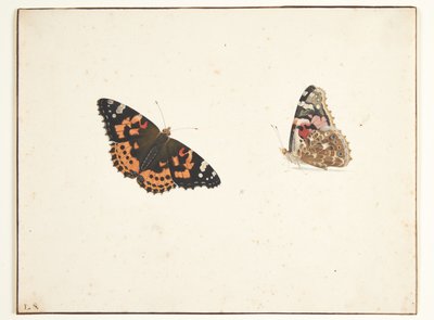 Dos estudios de un cardo mariano (vanessa cardui l.) de Pieter Holsteijn