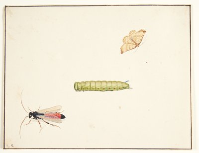 Tres estudios de insectos de Pieter Holsteijn