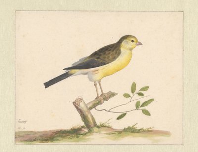 Canario silvestre de Pieter Holsteyn (I)