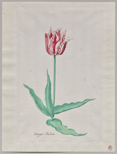 Estudio de un tulipán (Perregoen Machieu) de Pieter Holsteyn II