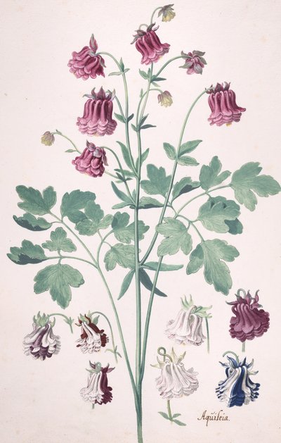Una Columbina o Bonete de la Abuela..., con estudios adicionales de flores, mediados del siglo XVII-finales del siglo XVII de Pieter Holsteyn the Younger