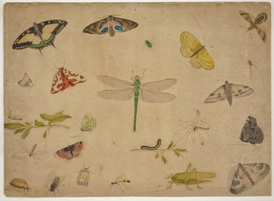 26 insectos de Pieter I Holsteijn
