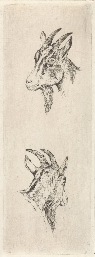 cabeza de cabra de Pieter Janson